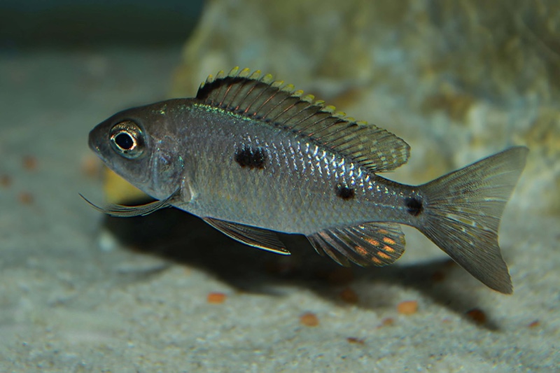 Copadichromis azureus 'Mbenji Island'